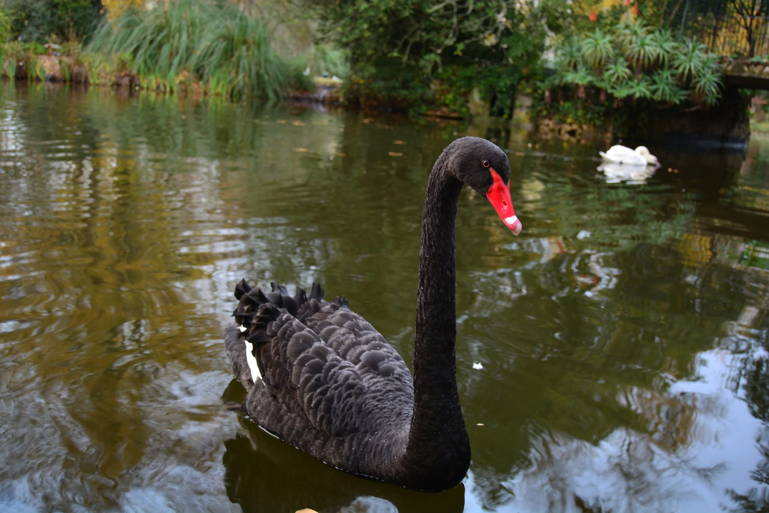 The Deception of Swans