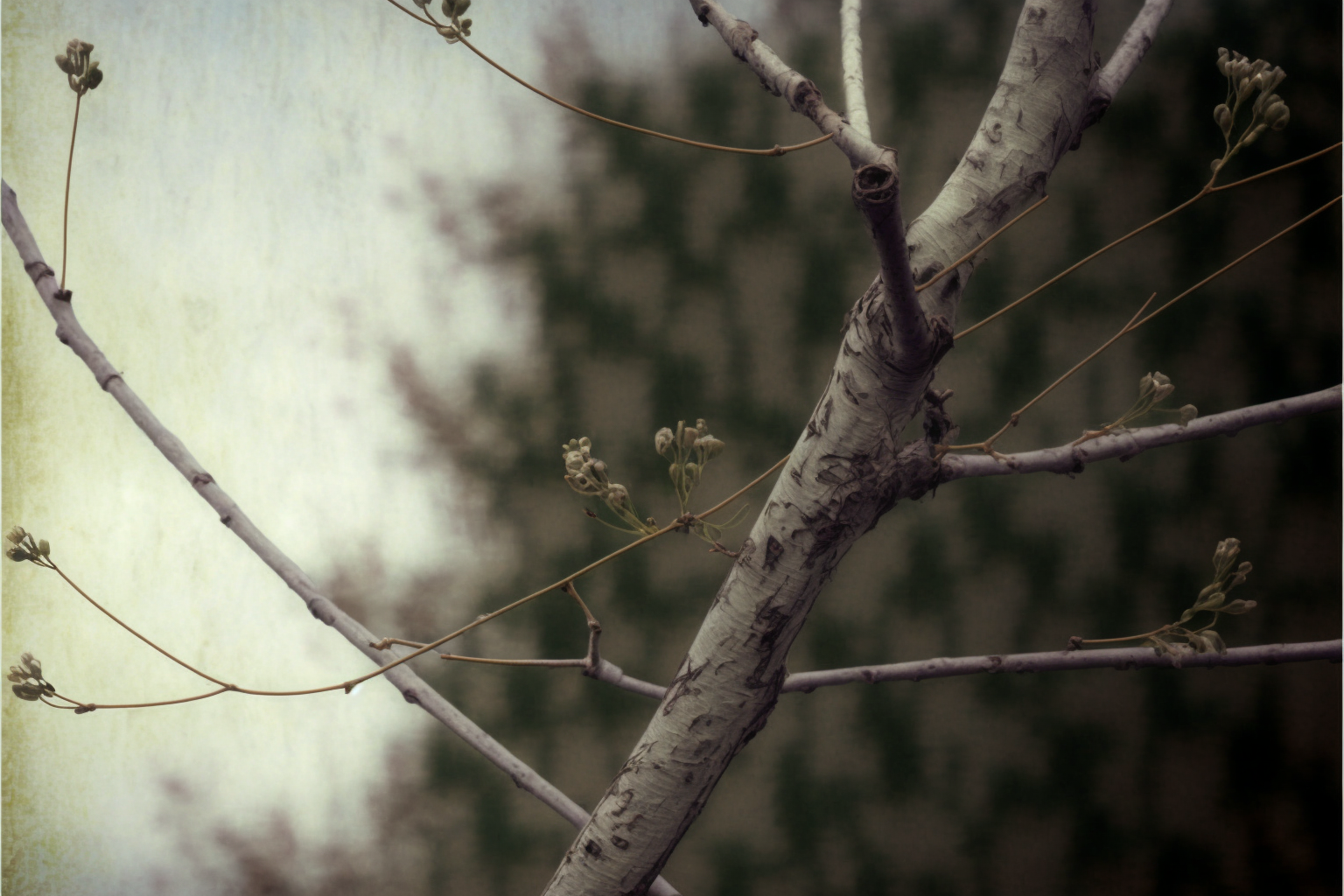 ”A plant with a long thick stem supporting branches. The branches have leaves on them. The thick stem is covered in a rough bark.” — Brandon Biggs 