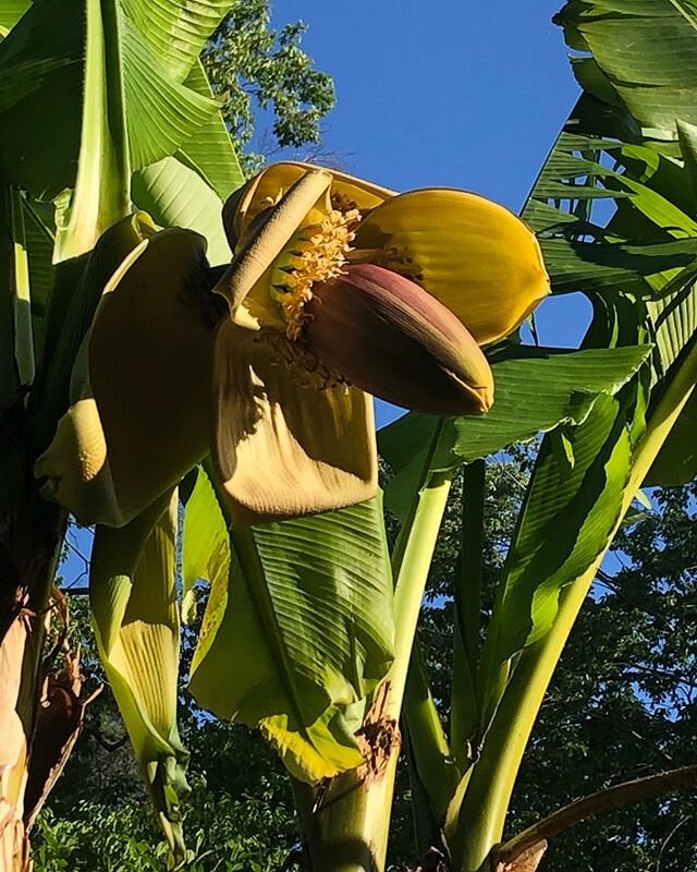 One of our banana plants is old enough to flower this year! Musa basjoo is one of the hardiest of the bananas and definitely the biggest that grows around here. The mild winter we had left our stand alive to about 7&rsquo;. #musabasjoo #raleigh #musa