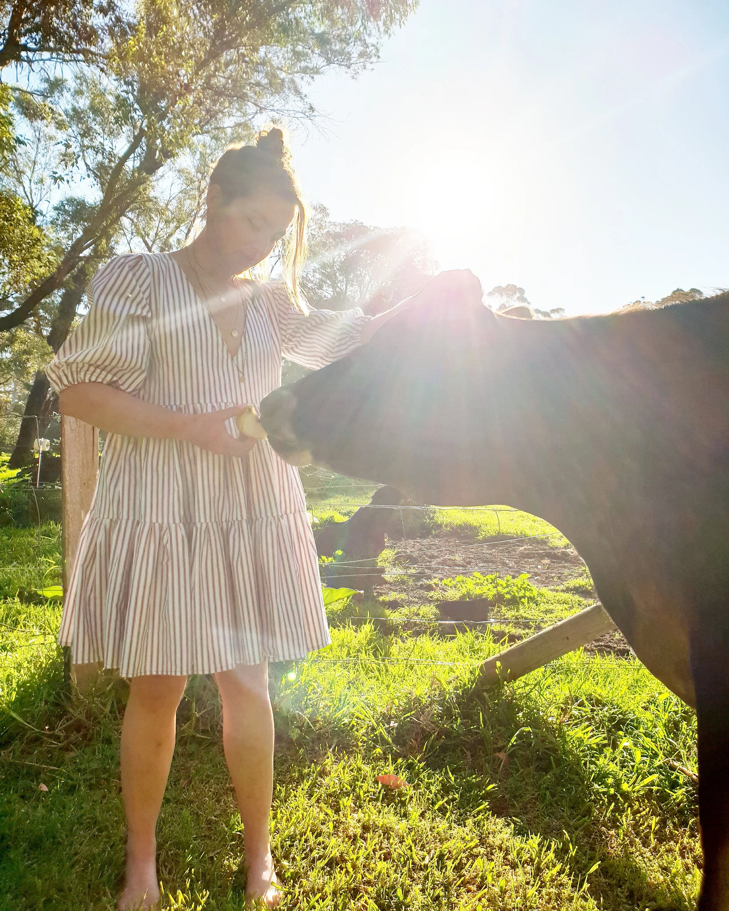 claire cow.jpg