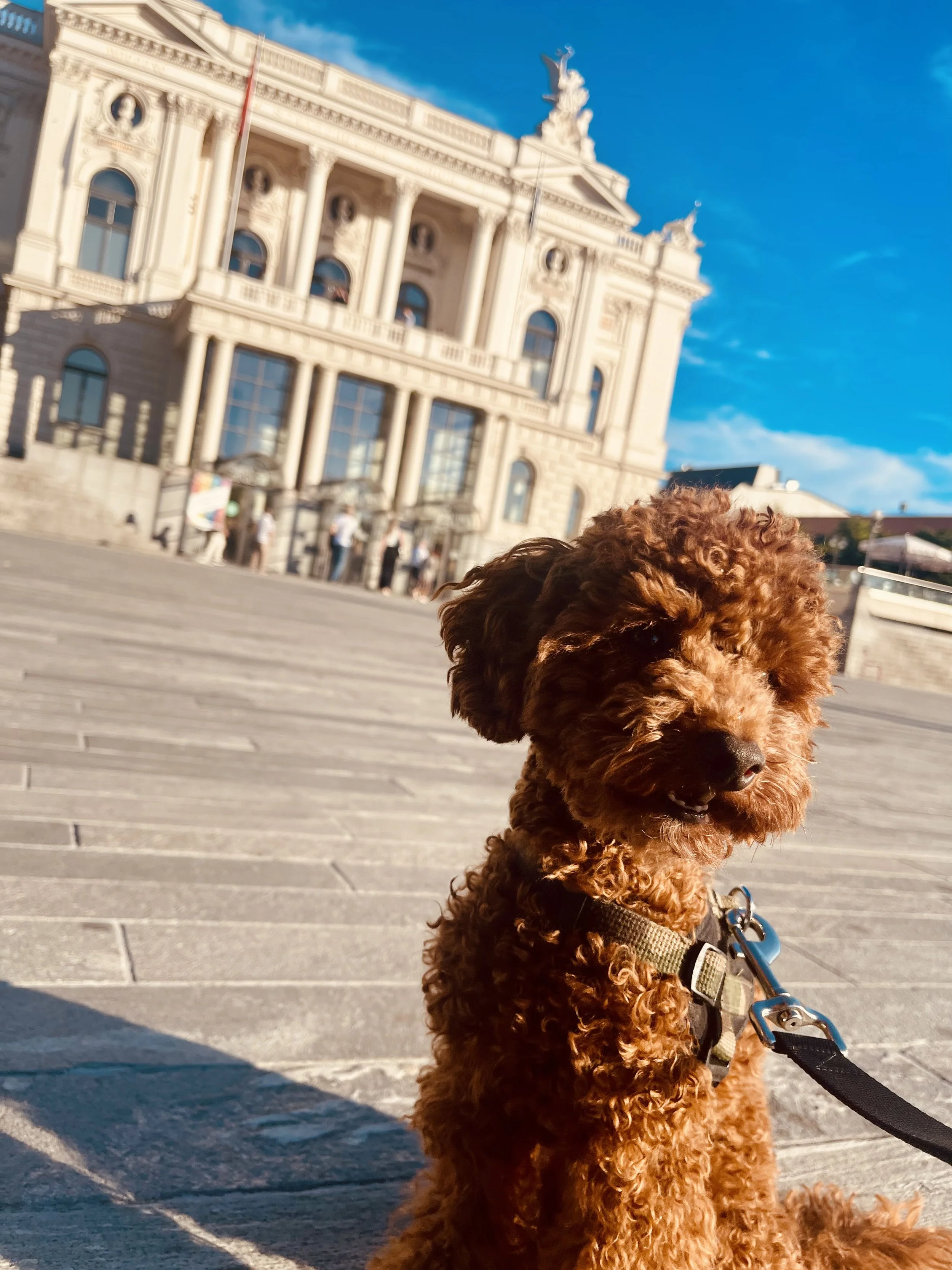 Tanji the Opera Dog
