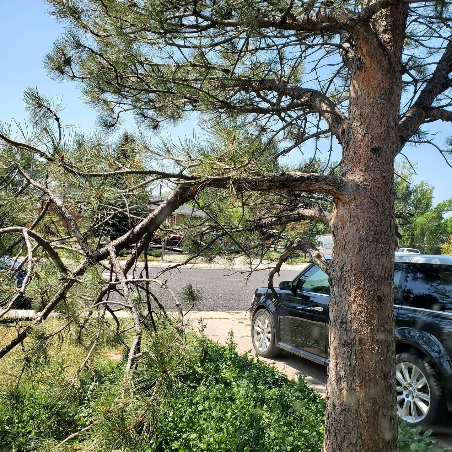 Before/after. Finally trimmed the tree in the front yard. It was broken from the snowstorm, and was blocking the path from the front walk to the driveway. #justhomeownerthings