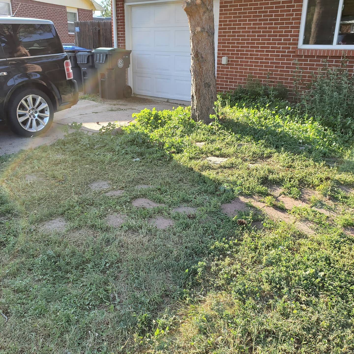 BEFORE/AFTER. With the tree branches trimmed, I can finally clean up the area around it, and REVEAL THE BRICK WALKWAY!!!