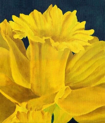 Daffodils