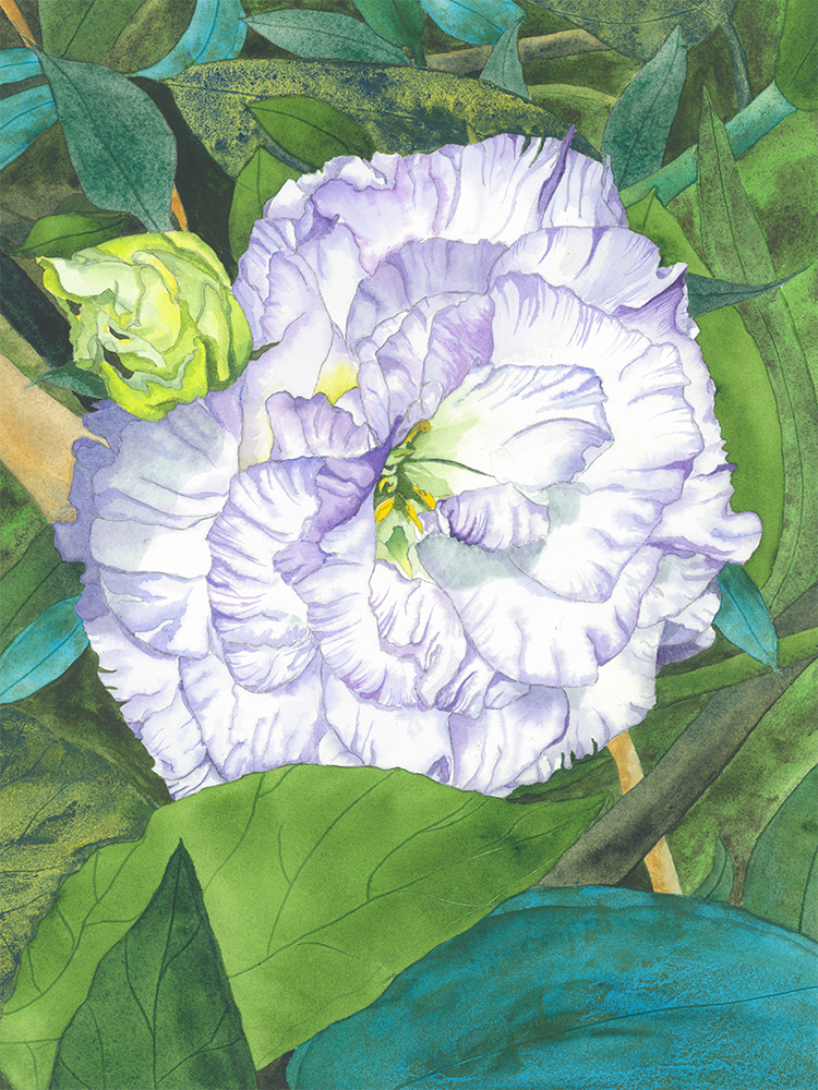 Lili - Anthus (a)