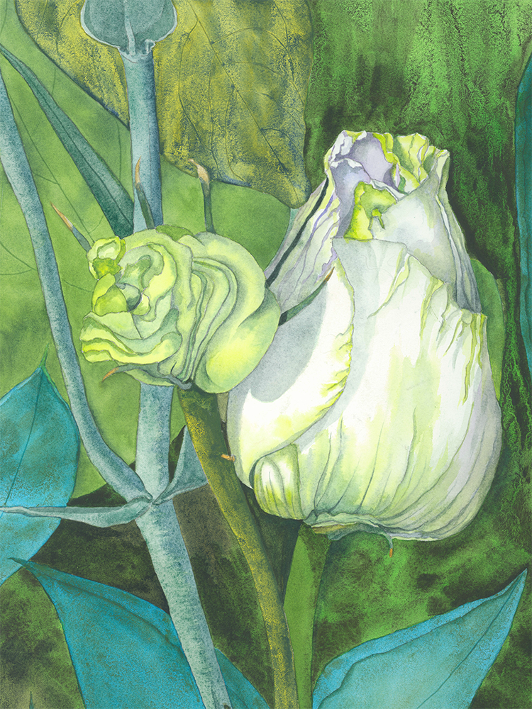 Lili- Anthus (b) Bud