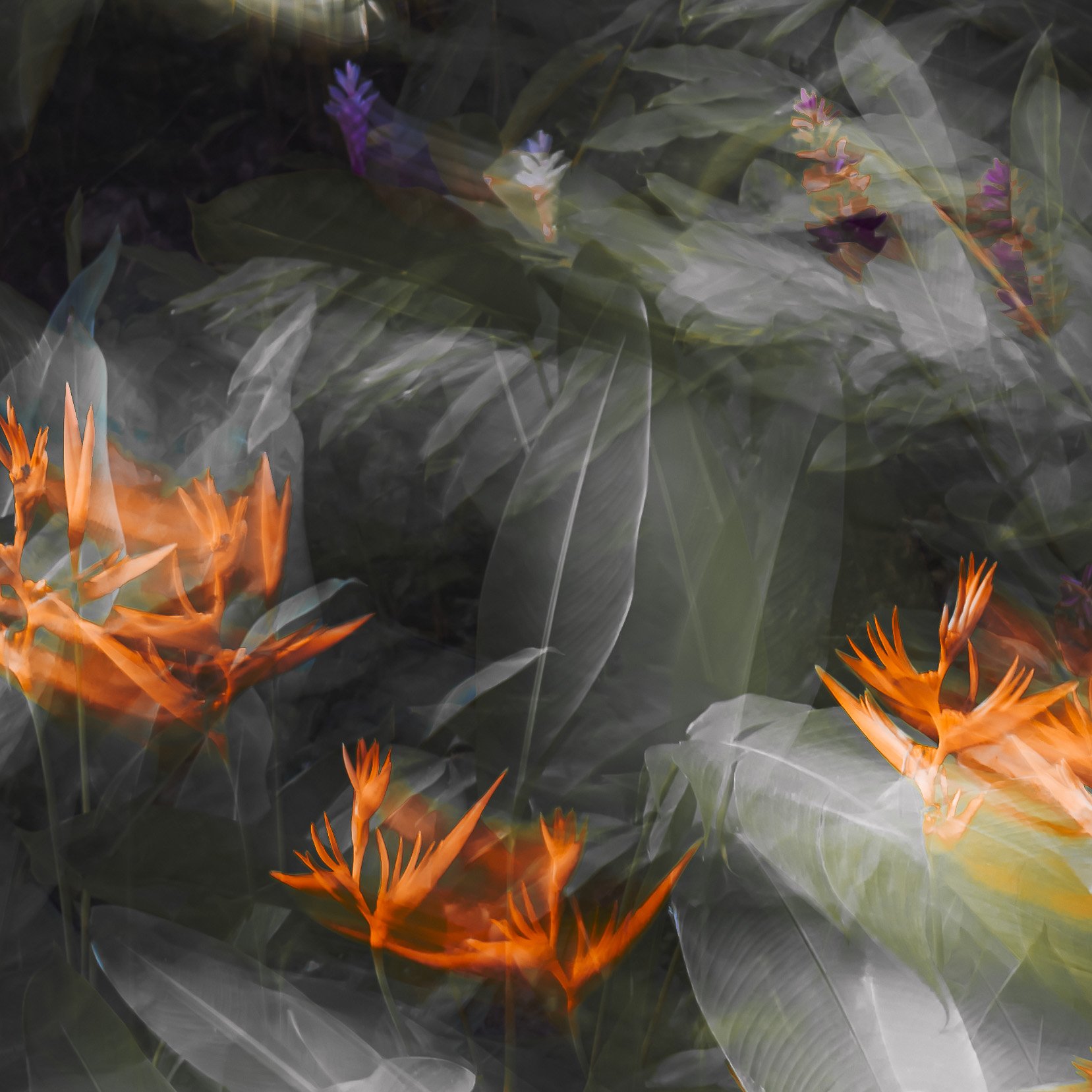 Tropical Series #9 (2025)