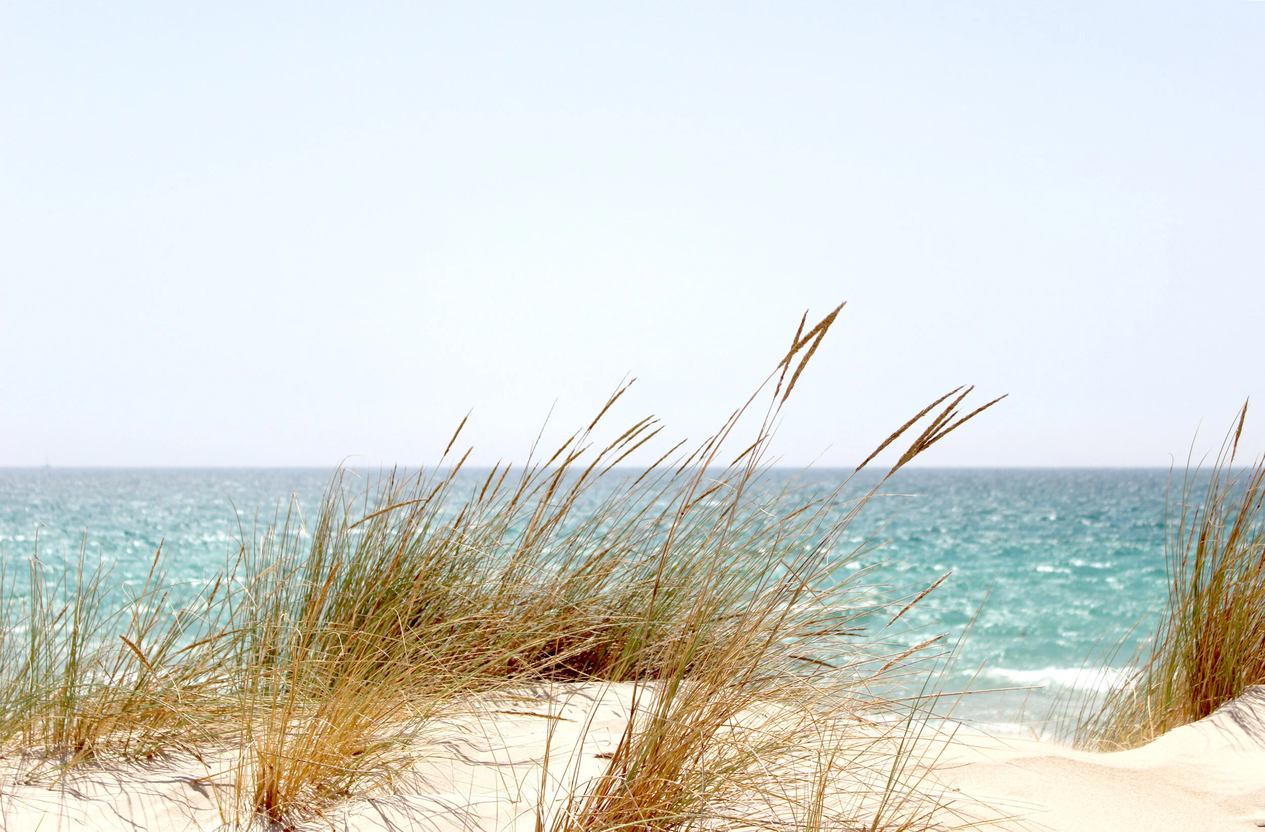 grass-beside-the-sea-662994.jpg