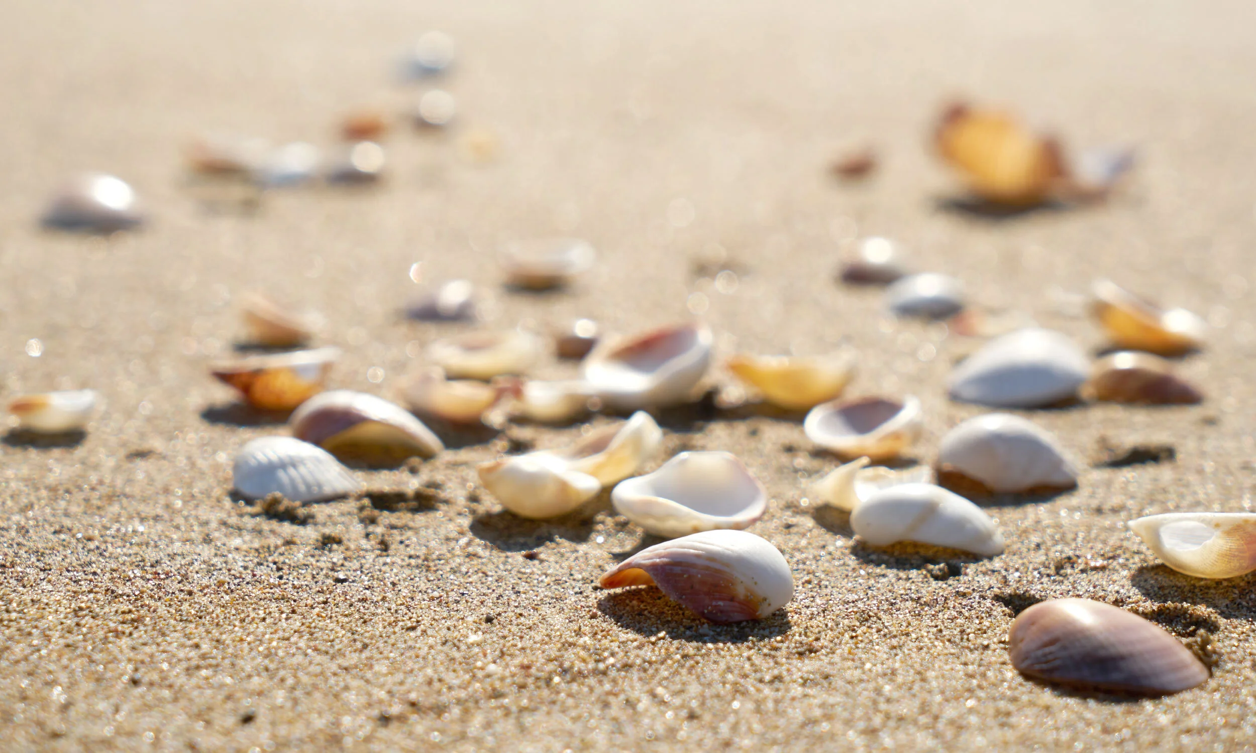headerImages_04.jpg