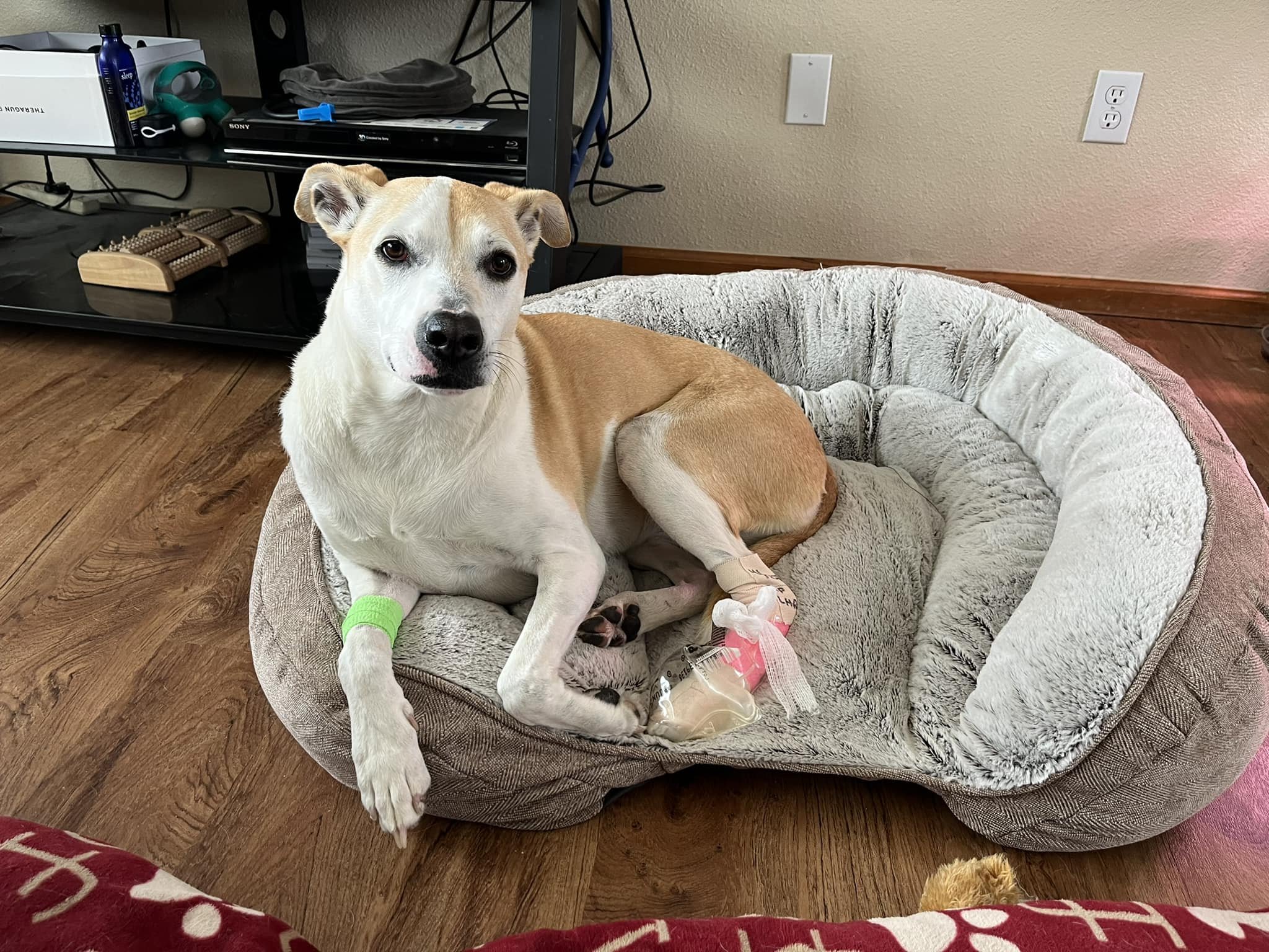 Poor little girl had to get stitches today &hearts;️ the rest of the day involves her new bed and cuddles. Send her some love 💗