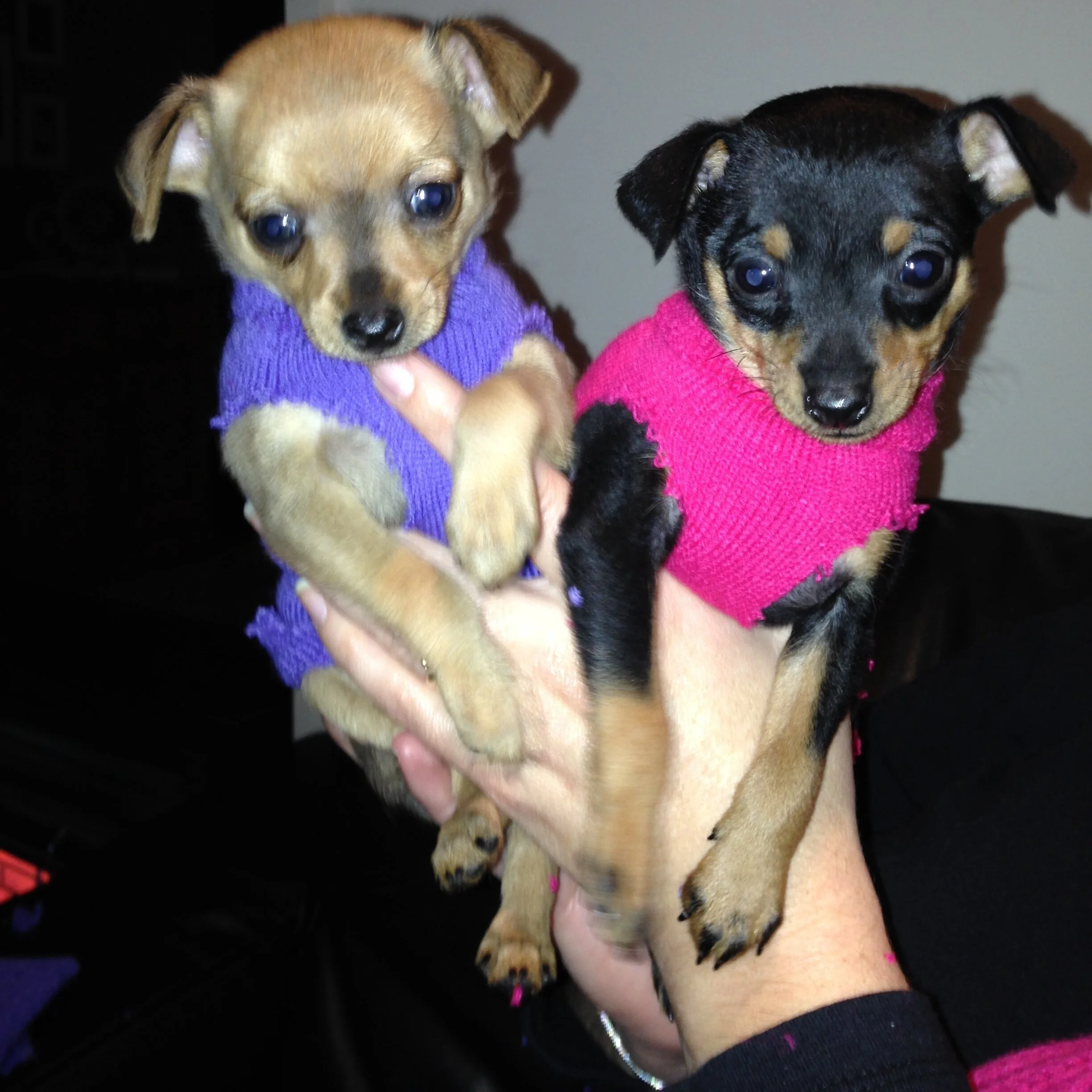 About Prague Ratters — APRC