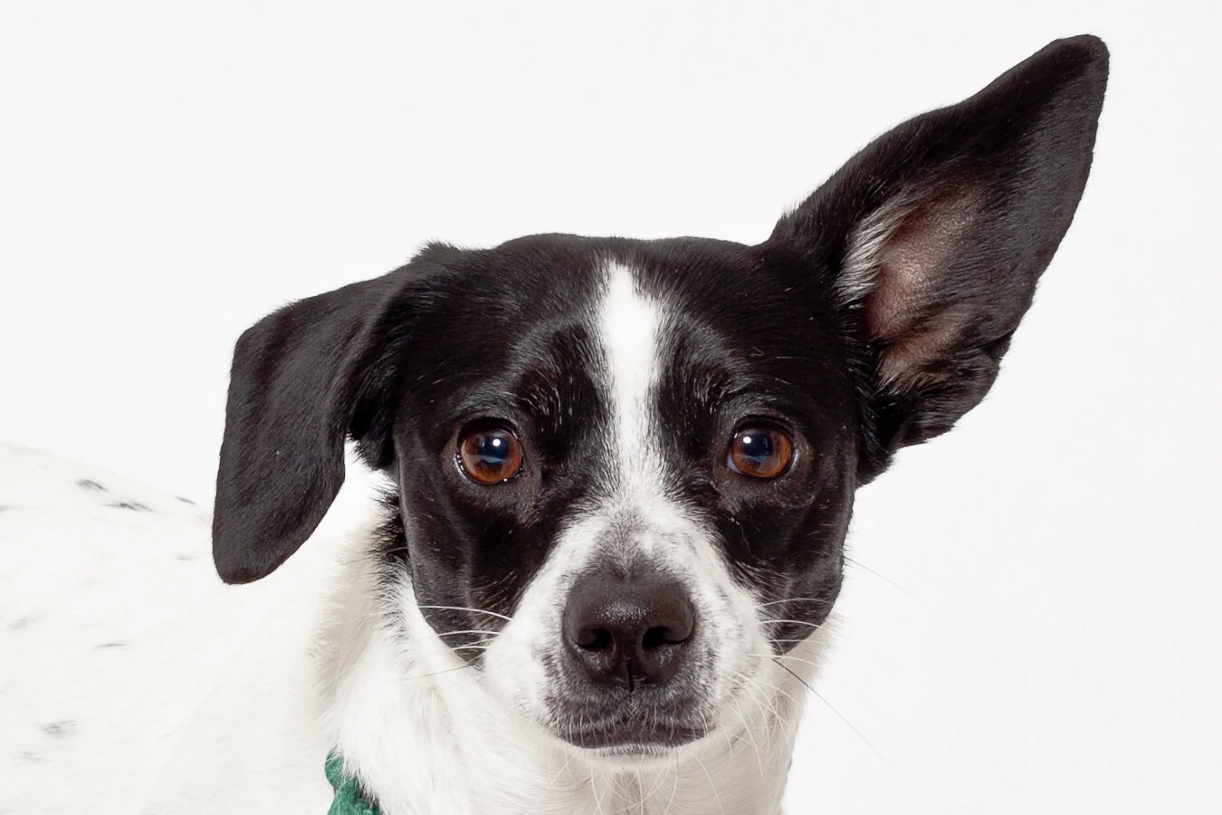 boulder-colorado-pet-dog-portrait-photo-a4d9.jpg