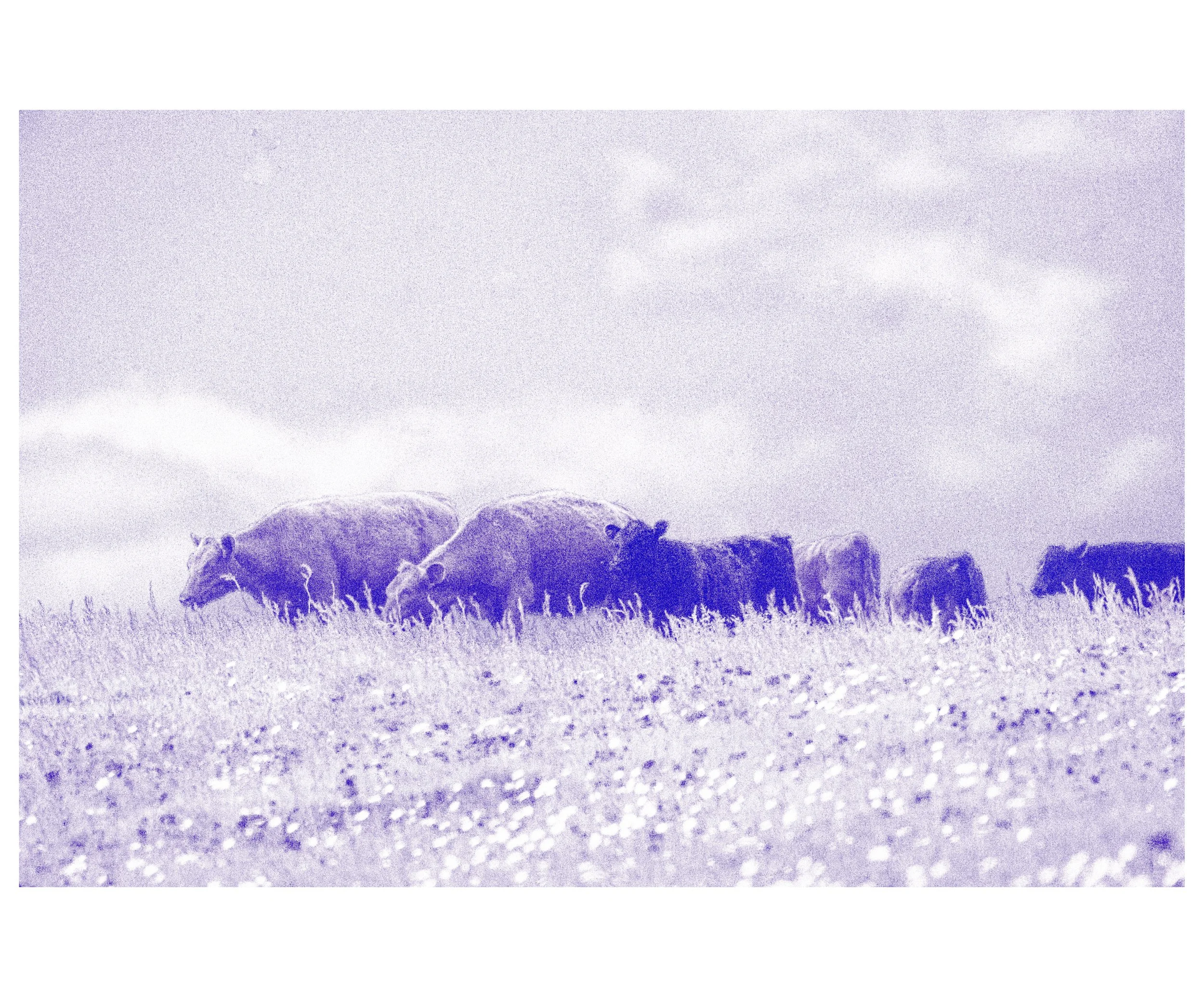 smallframe8 copy.jpg