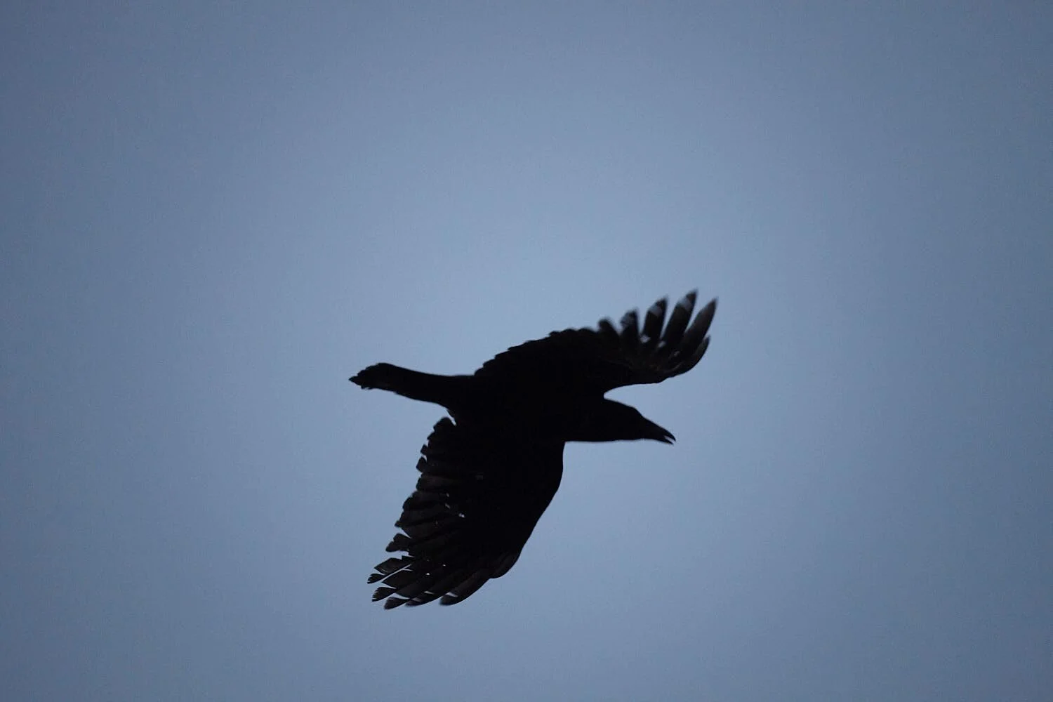 269 Patrick Messina.jpg