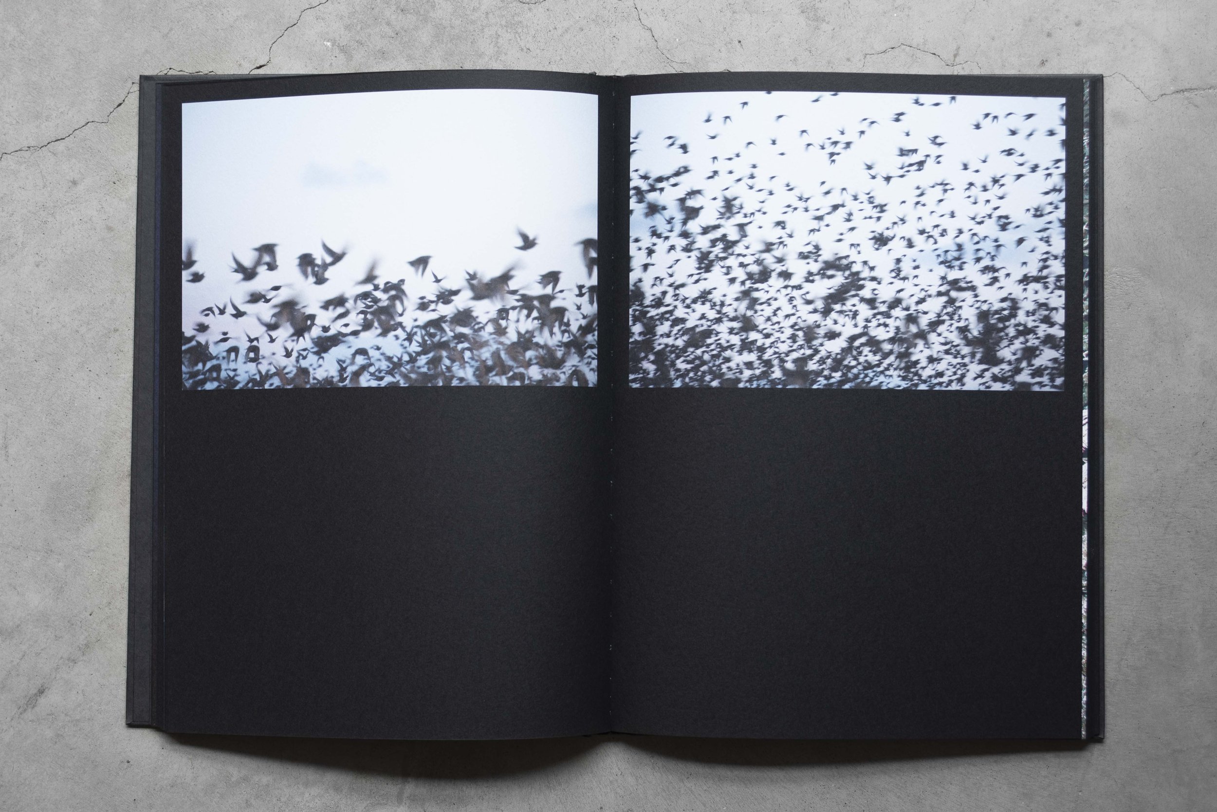 Session hangar oiseaux abramow-282.jpg