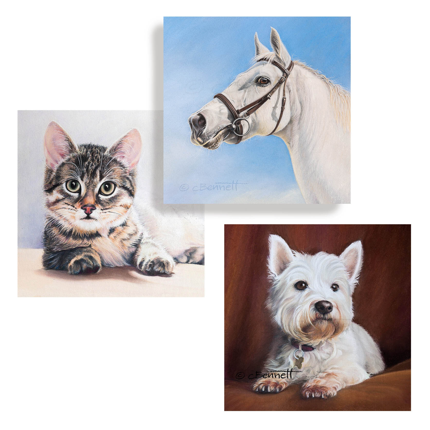 Pet Portraits