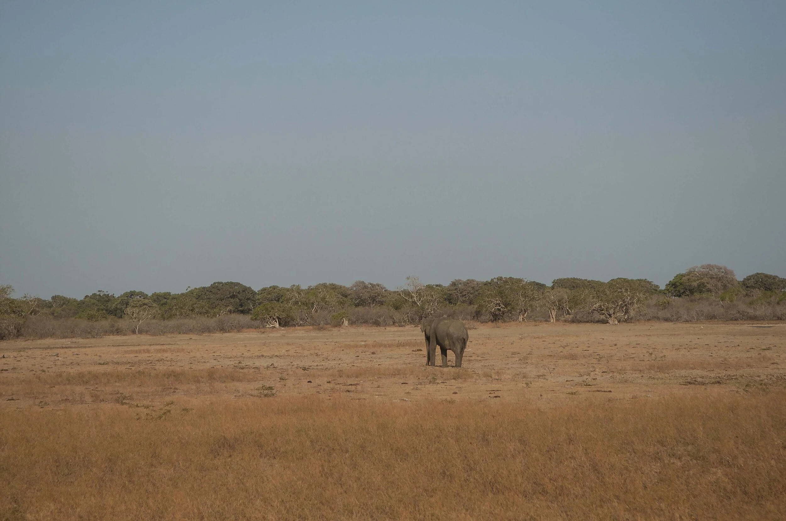 DSC_4433.JPG
