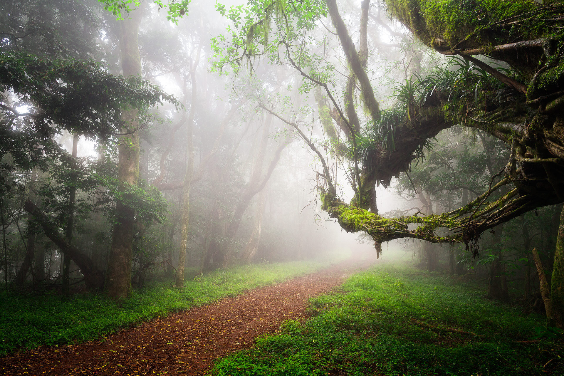 Forgotten Eden