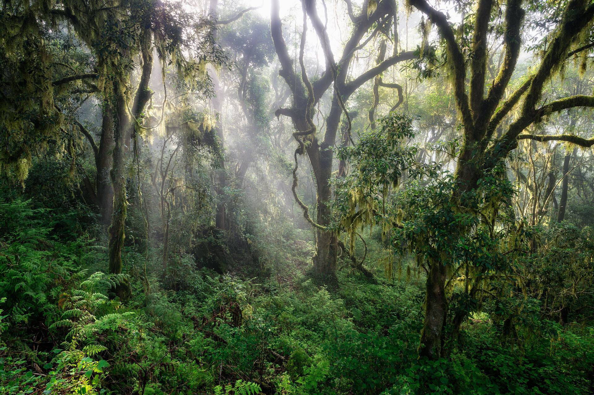 Afromontane Forest