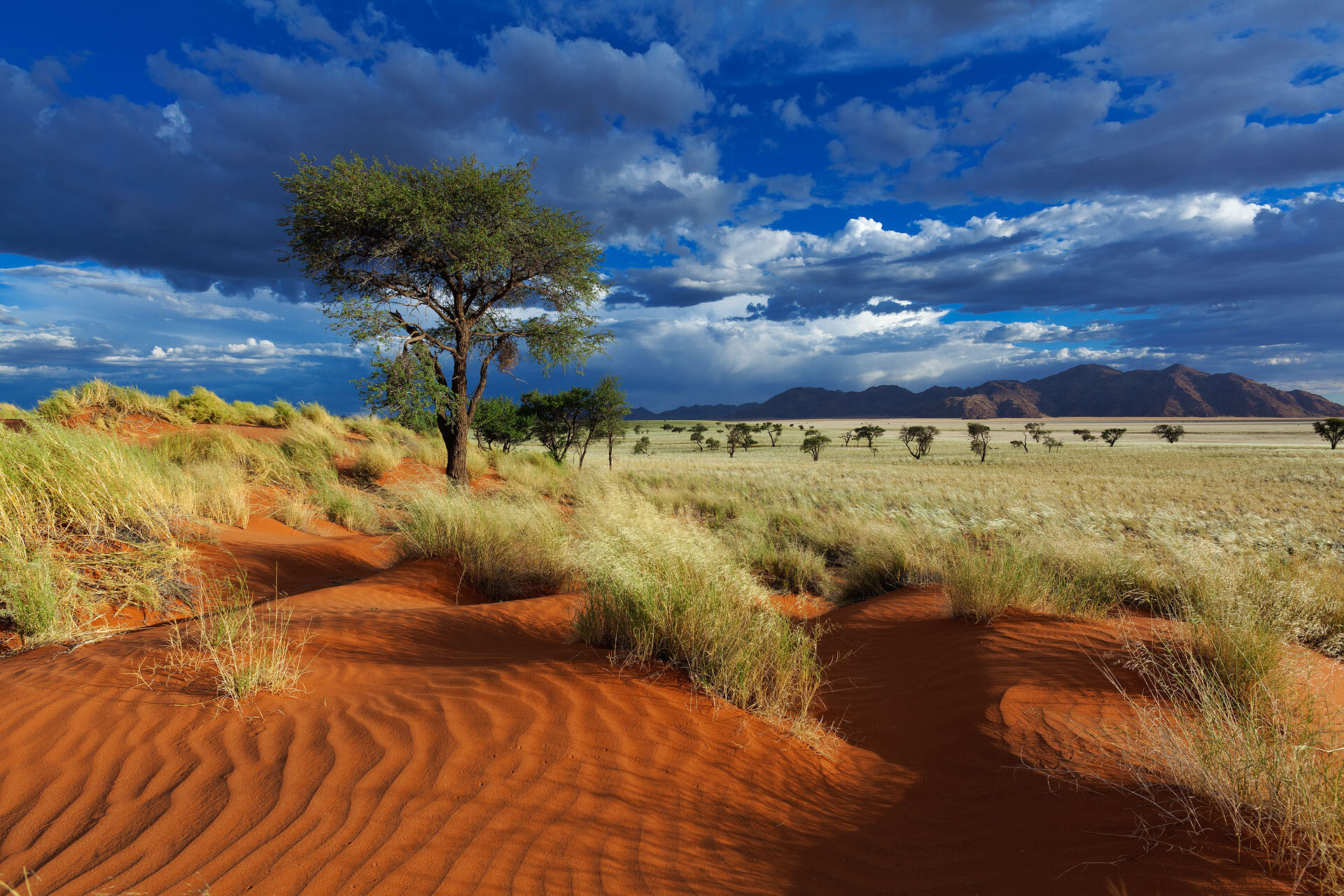 Занимает обширные равнины африки природная зона. Сахара, Намиб, Калахари. Пустыня Намиб, Африка, Намибия. Национальный парк Намиб-Науклуфт. Песчаные дюны Калахари.