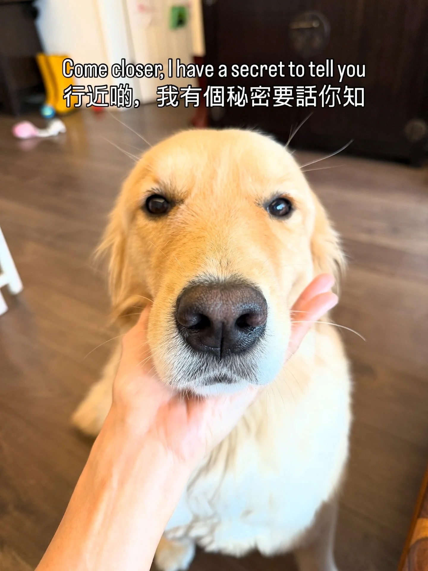 Willow has a secret to tell you&hellip;
Willow 有個秘密話你知&hellip;

#GoldenMoments #GoldenRetrieverLovers #ILoveMyDogs