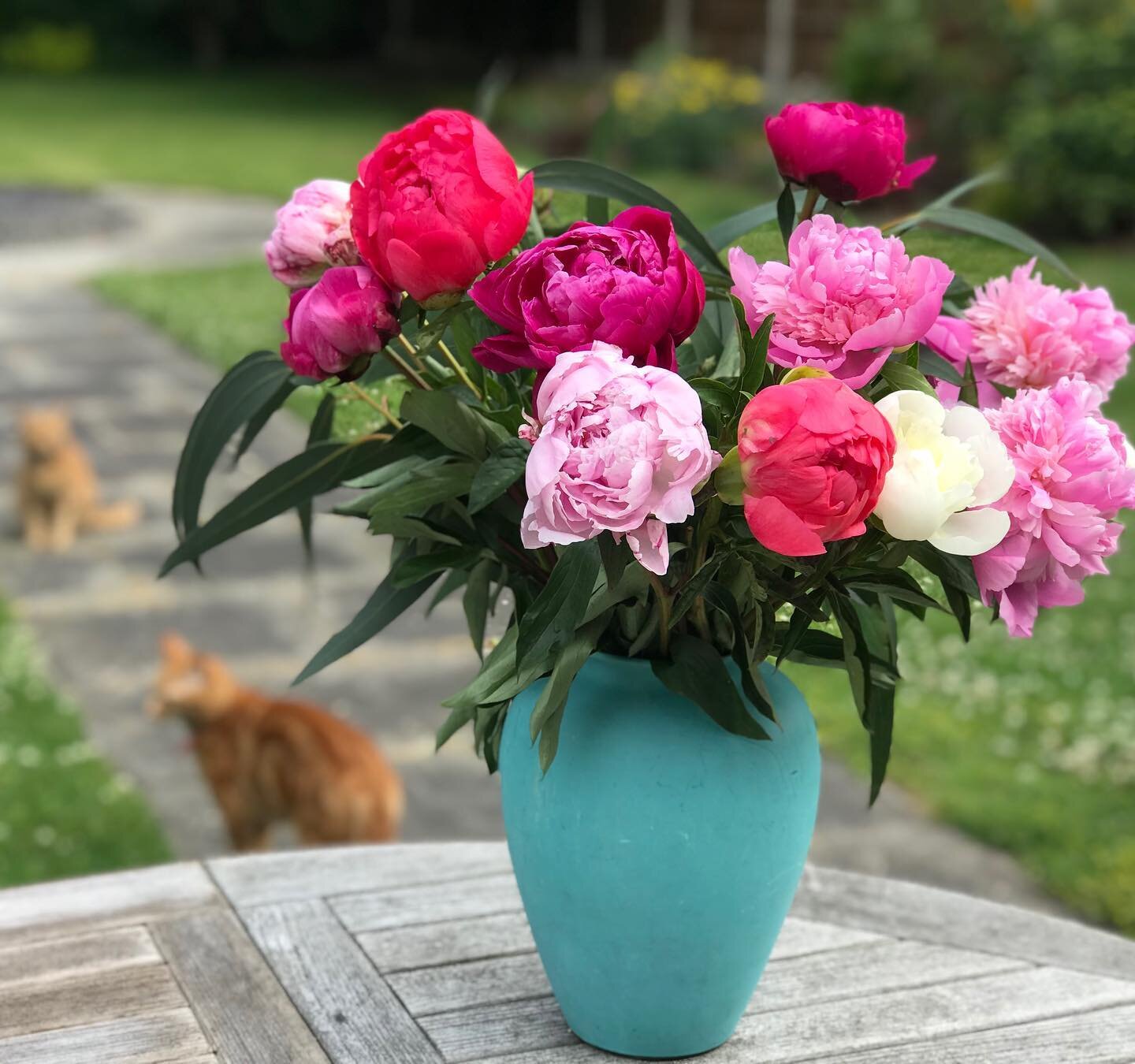 Look at the gorgeous peonies I gathered in my garden this morning 🌸🌺 In my dreams! I wish I were actually that green-fingered. In fact, they&rsquo;re a fragrant birthday gift from my lovely UK publishers @tworoadsbooks (thank you).

Picture photobo