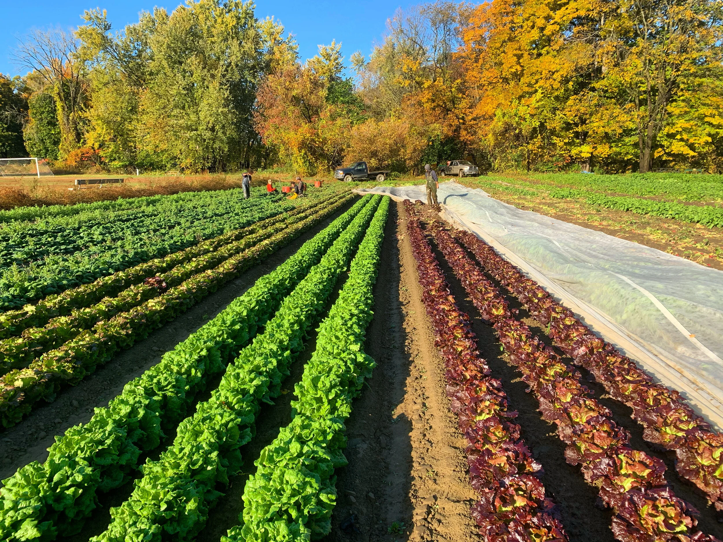 Find Our Produce — Riverland Farm