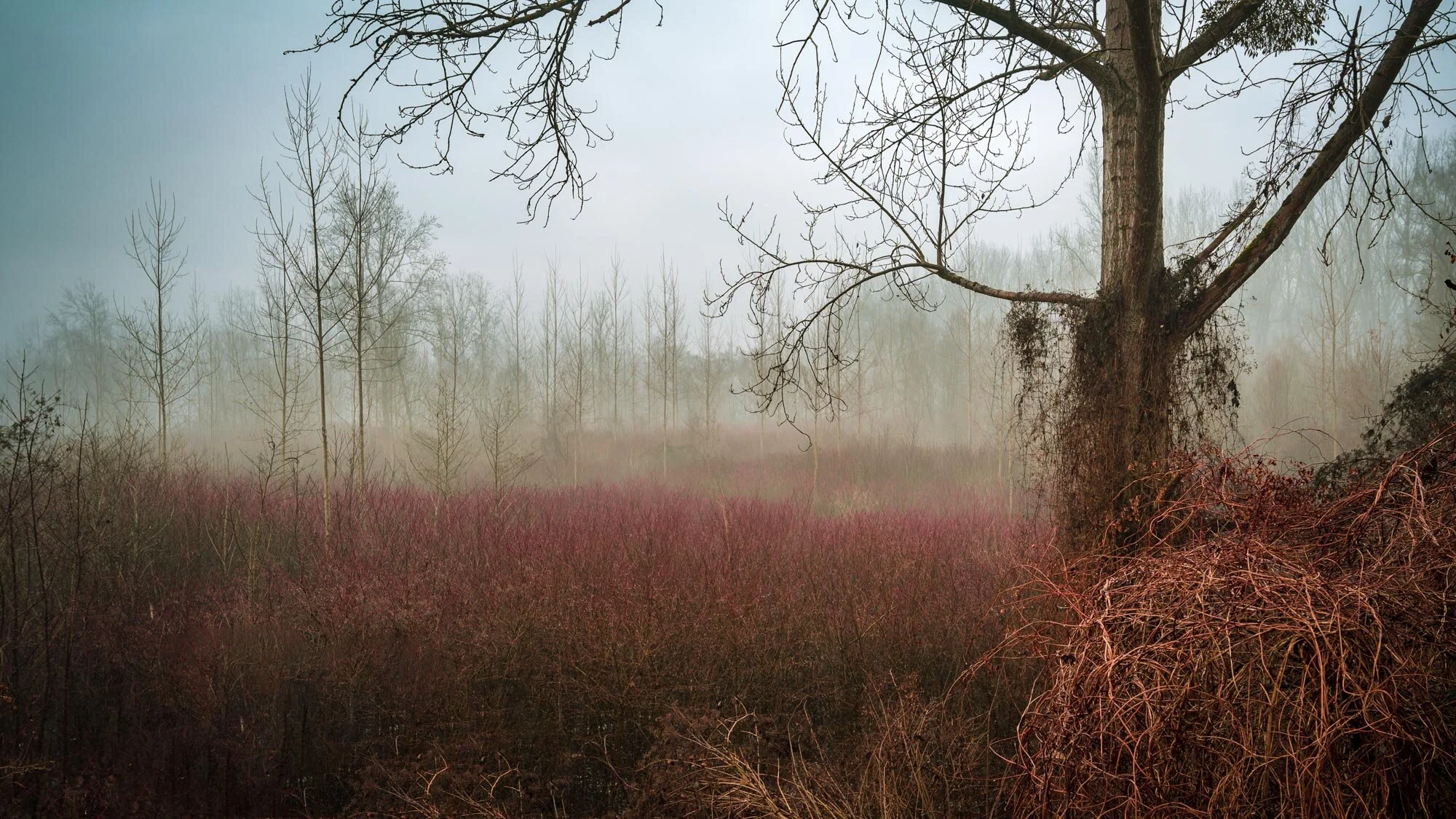 Muster und Nebel in der Au in Langenstein-2013-Bearbeitet.jpg