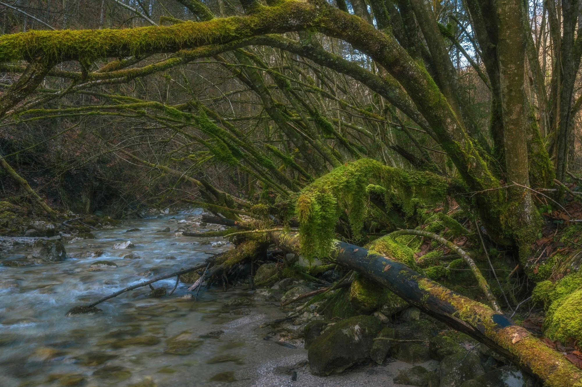 Reichraming Waldfotografie Tal des Holzes-8136-Bearbeitet.jpg