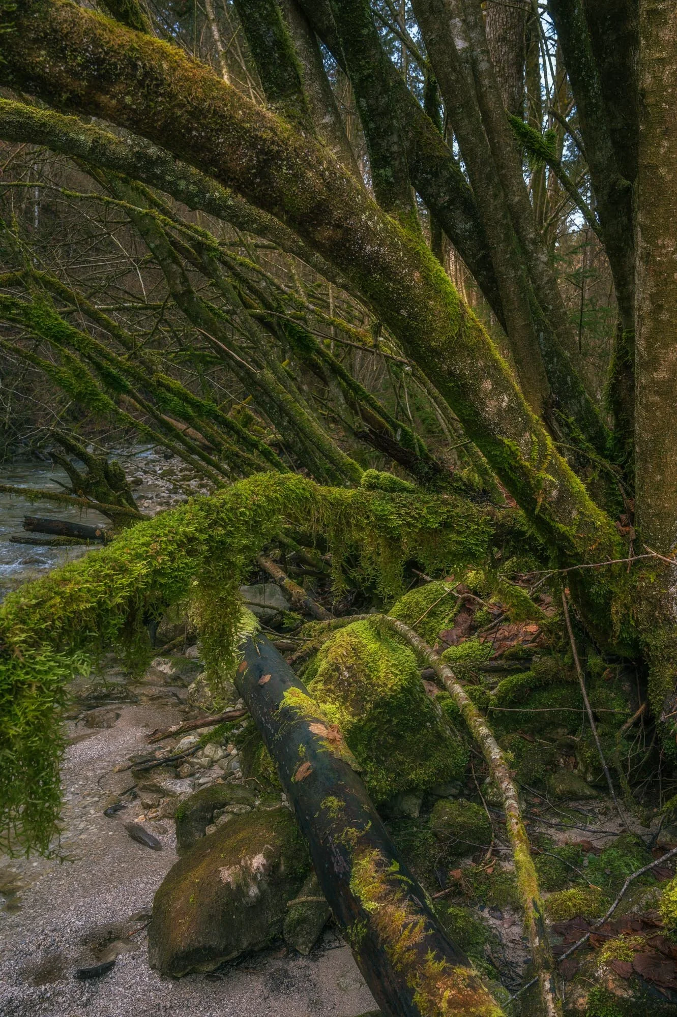 Reichraming Waldfotografie Tal des Holzes-8175-Bearbeitet.jpg