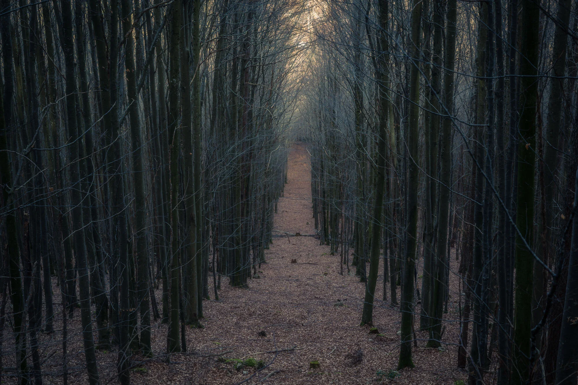 Reichraming Waldfotografie Tal des Holzes-8240-Bearbeitet.jpg