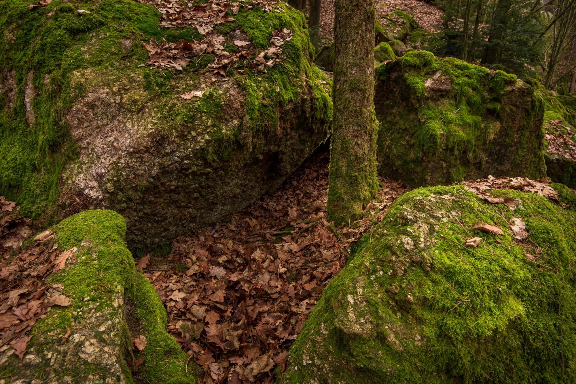 Waldfotografie intensiv-3819.jpg