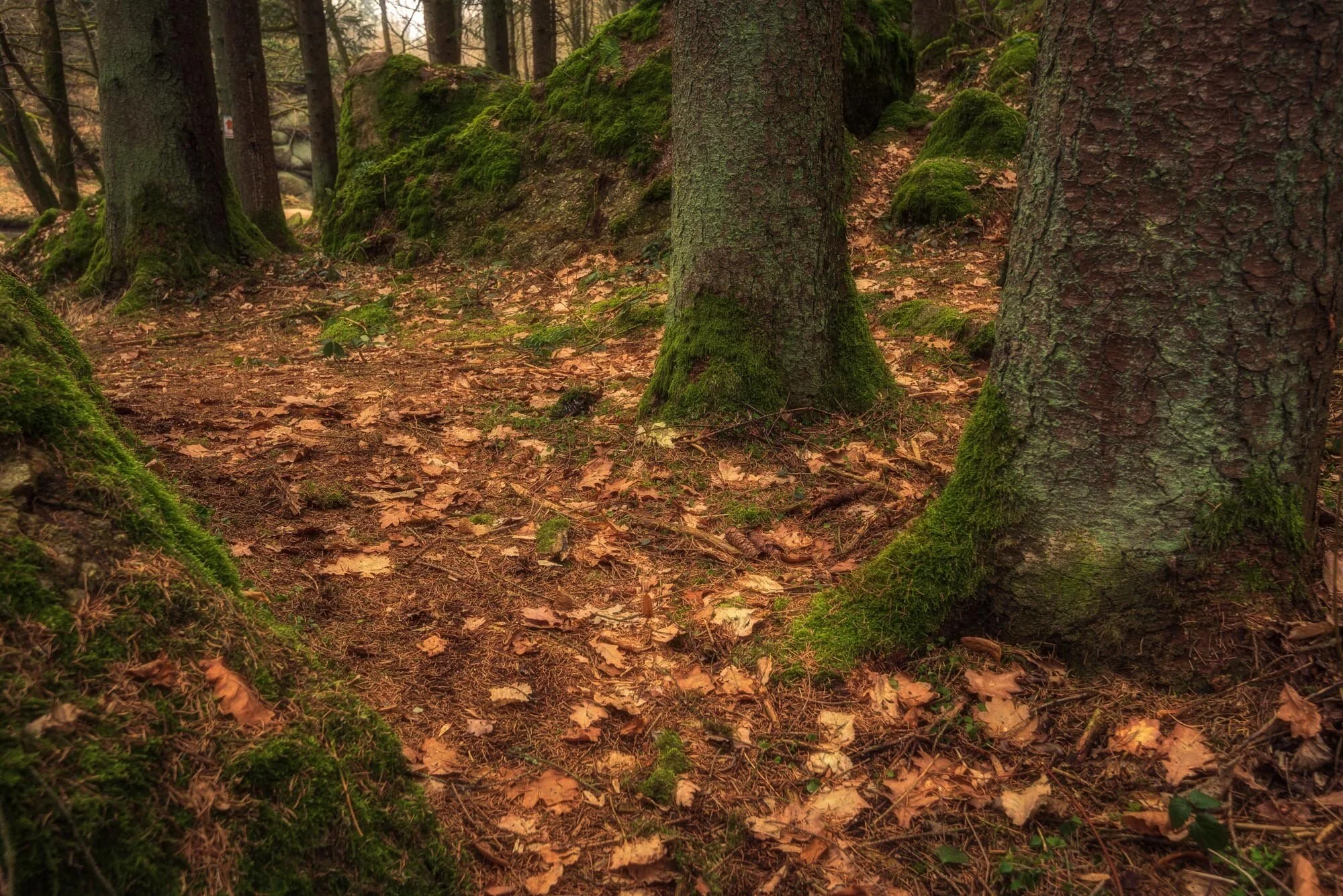 Waldfotografie intensiv-3824-Bearbeitet.jpg