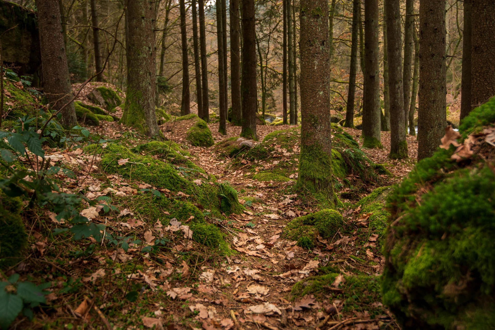 Waldfotografie intensiv-3827.jpg