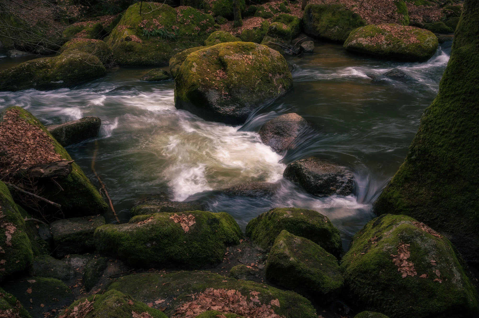 Waldfotografie intensiv-8035-Bearbeitet.jpg
