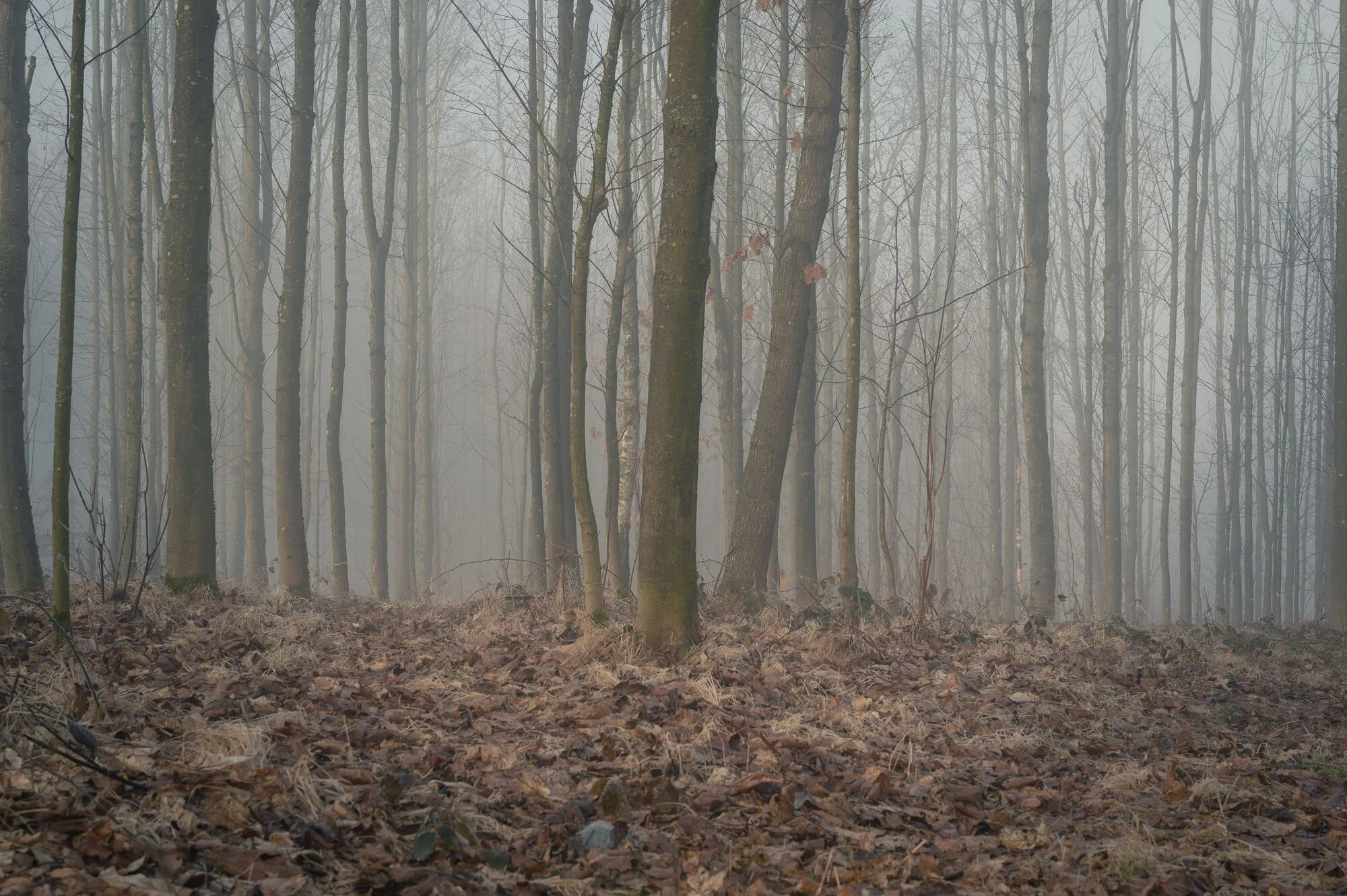 zfb Waldfotografie Mauthausen Nebel-8061.jpg