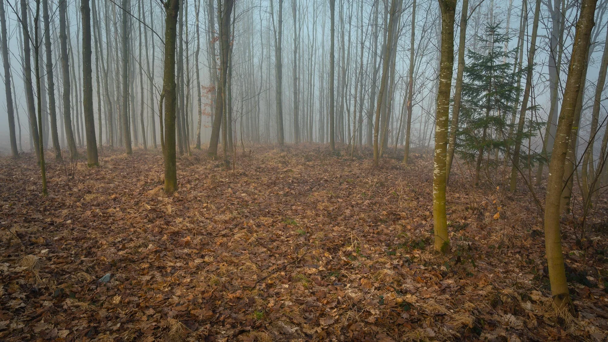 zfb Waldfotografie Mauthausen Nebel-8071.jpg