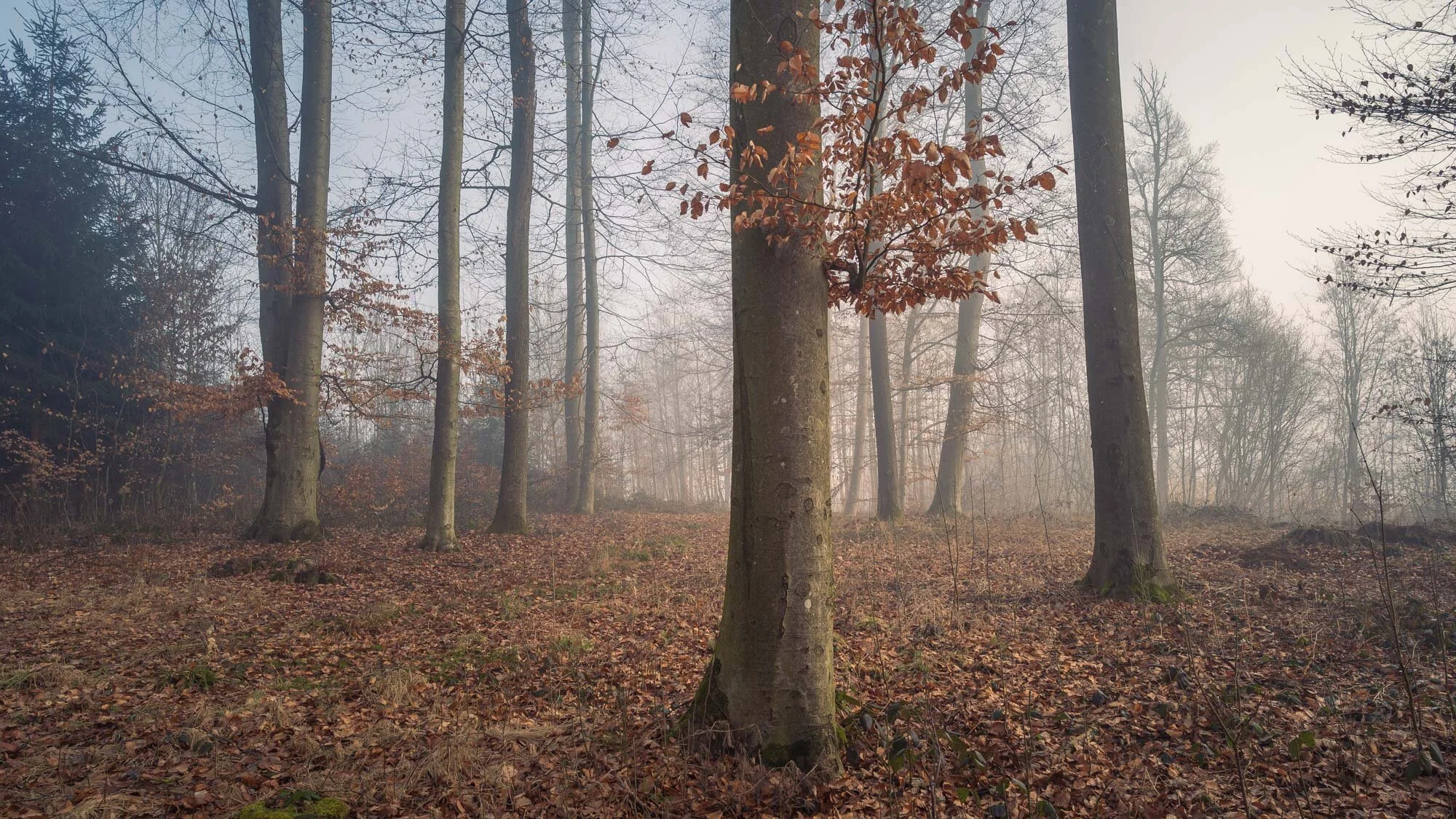 zfb Waldfotografie Mauthausen Nebel-8086.jpg