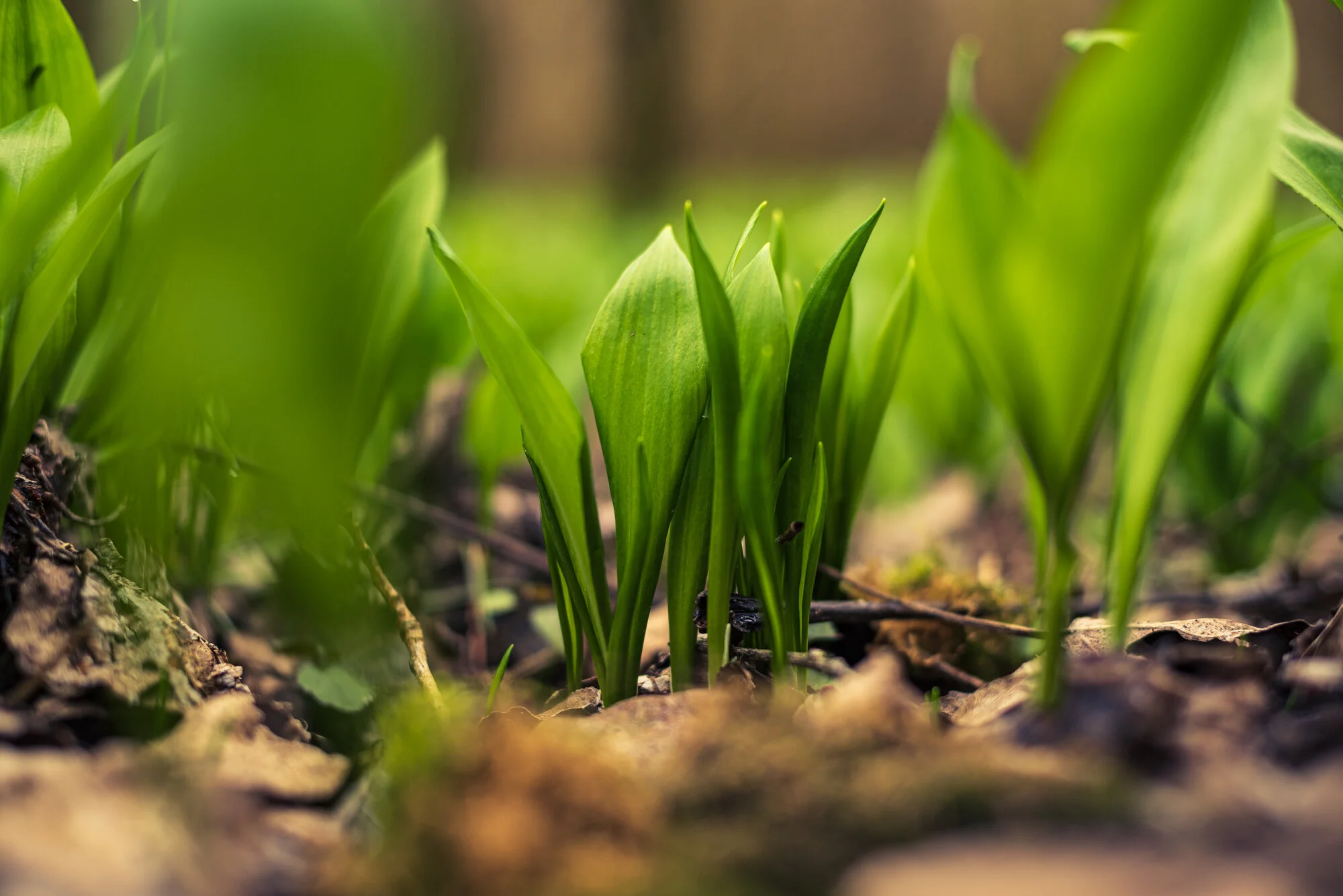 Wald und Bärlauch mit 50mm-4068.jpg