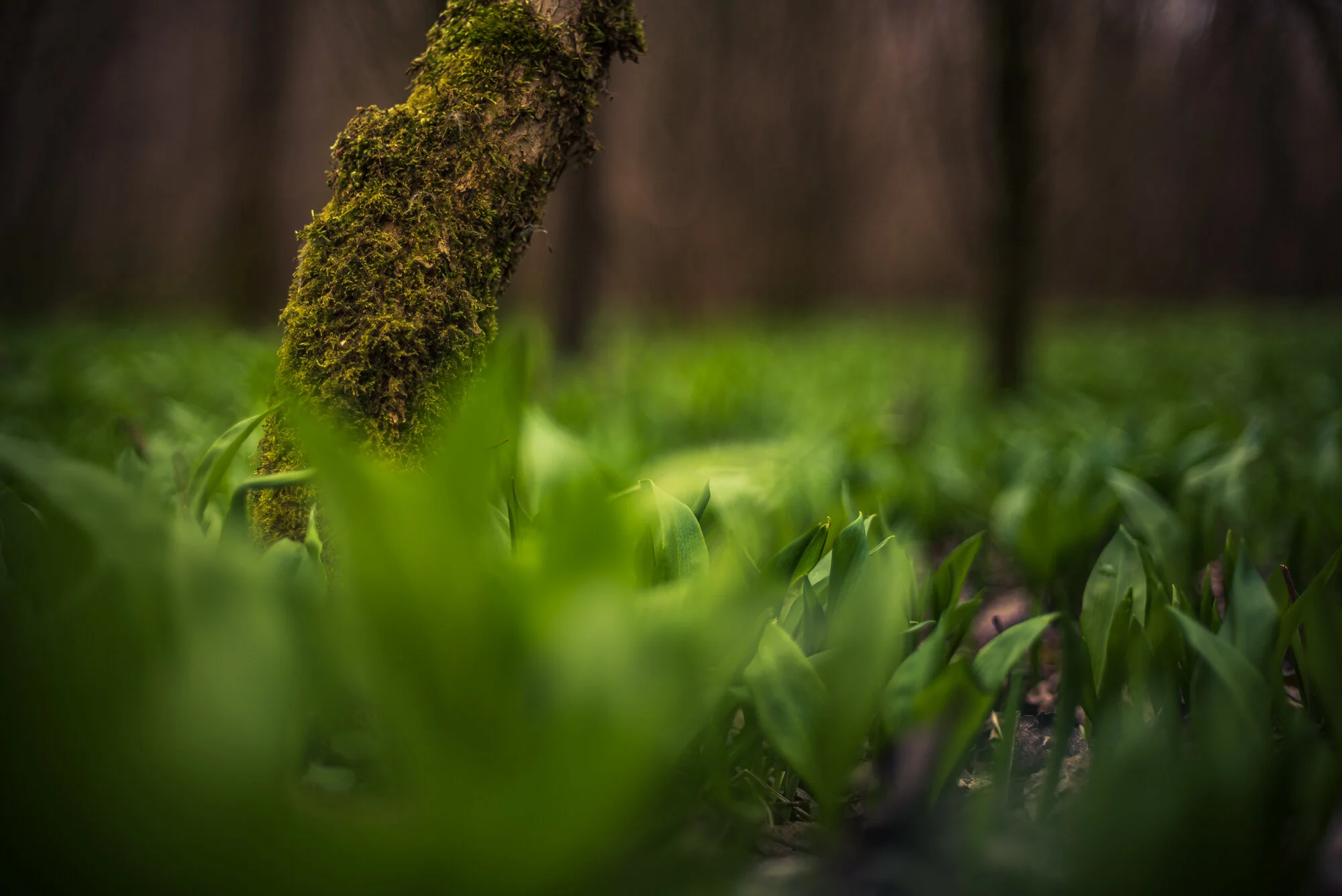 Wald und Bärlauch mit 50mm-4080.jpg