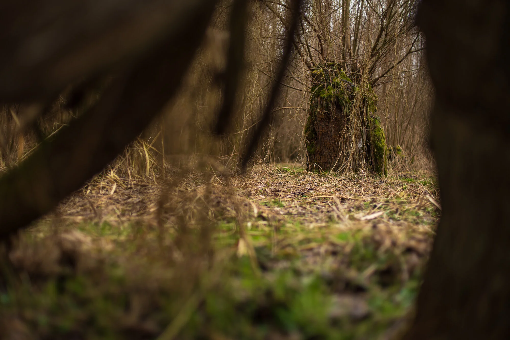 Wald und Bärlauch mit 50mm-4094.jpg