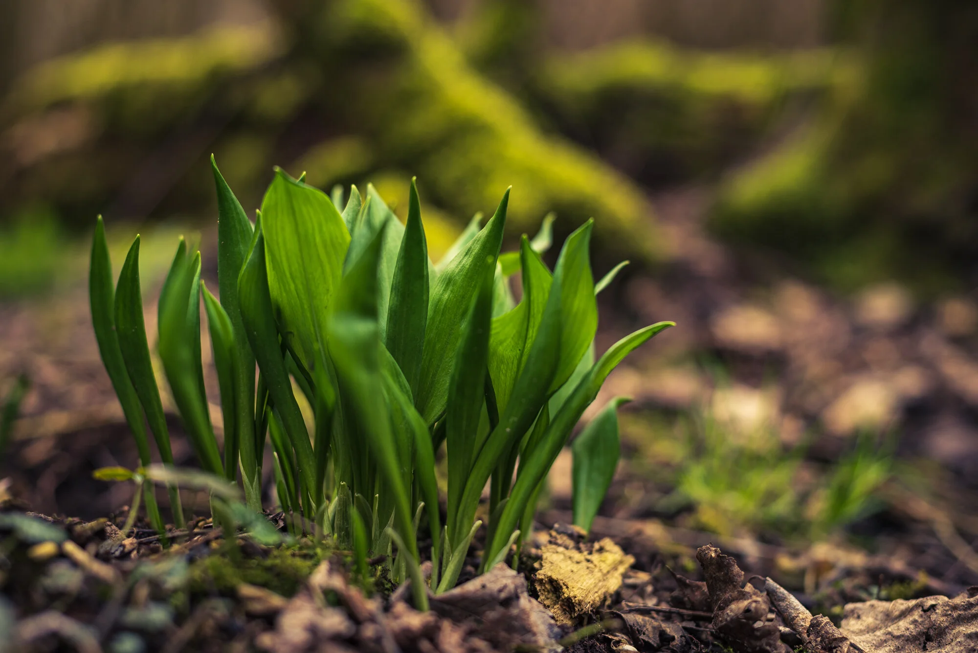 Wald und Bärlauch mit 50mm-4103.jpg