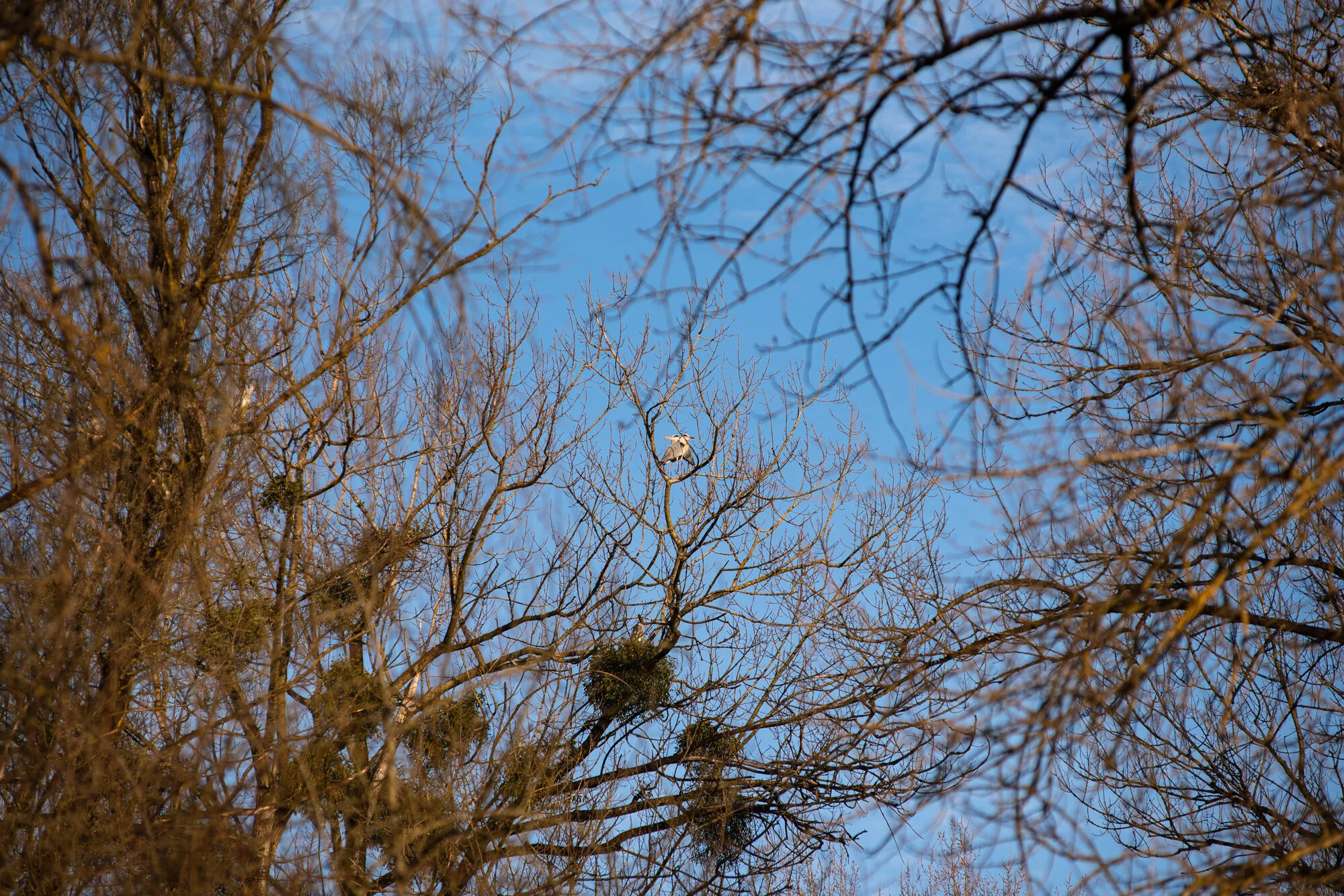 Wildlifefotografie mit 200mm-4267.jpg