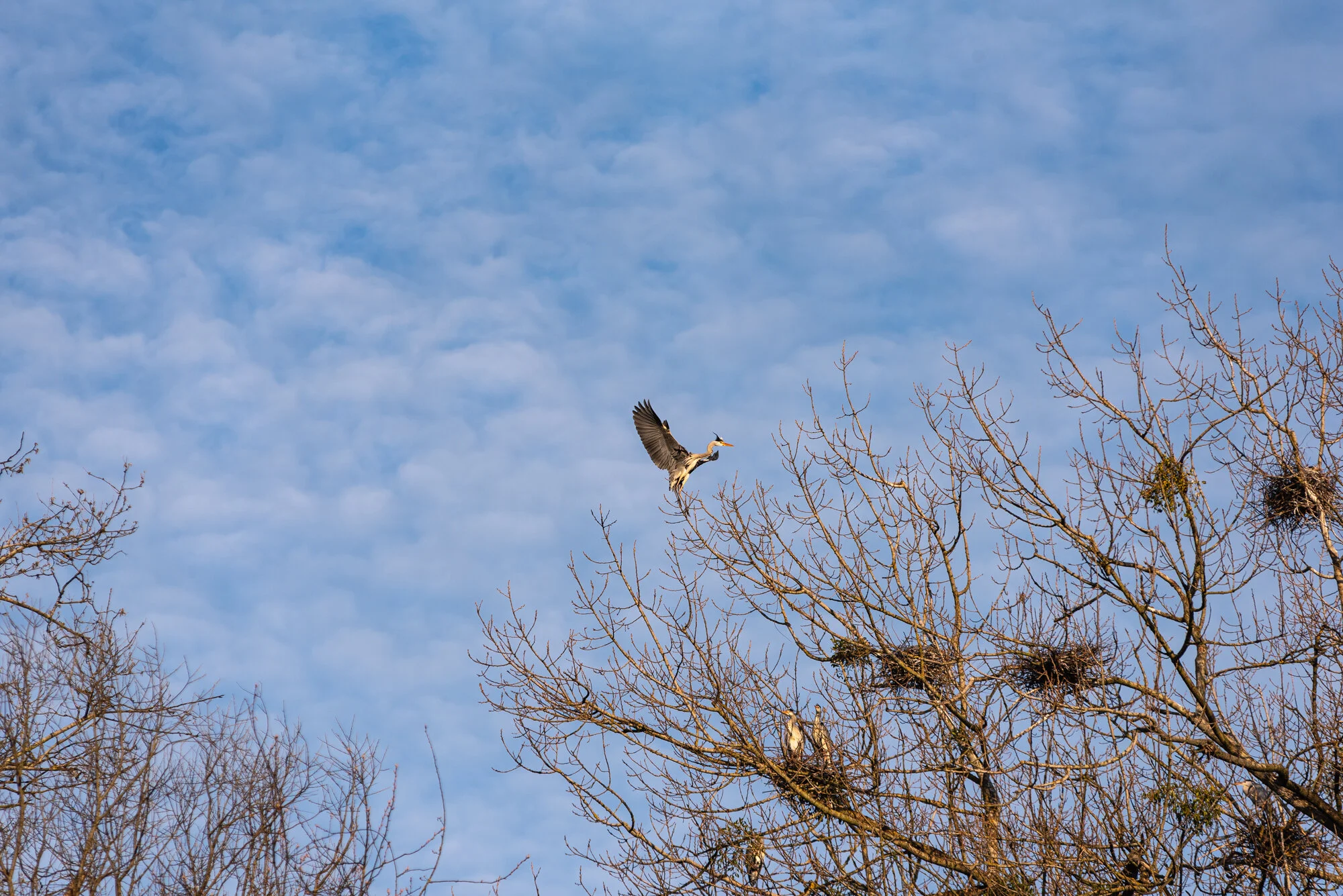 Wildlifefotografie mit 200mm-4260.jpg