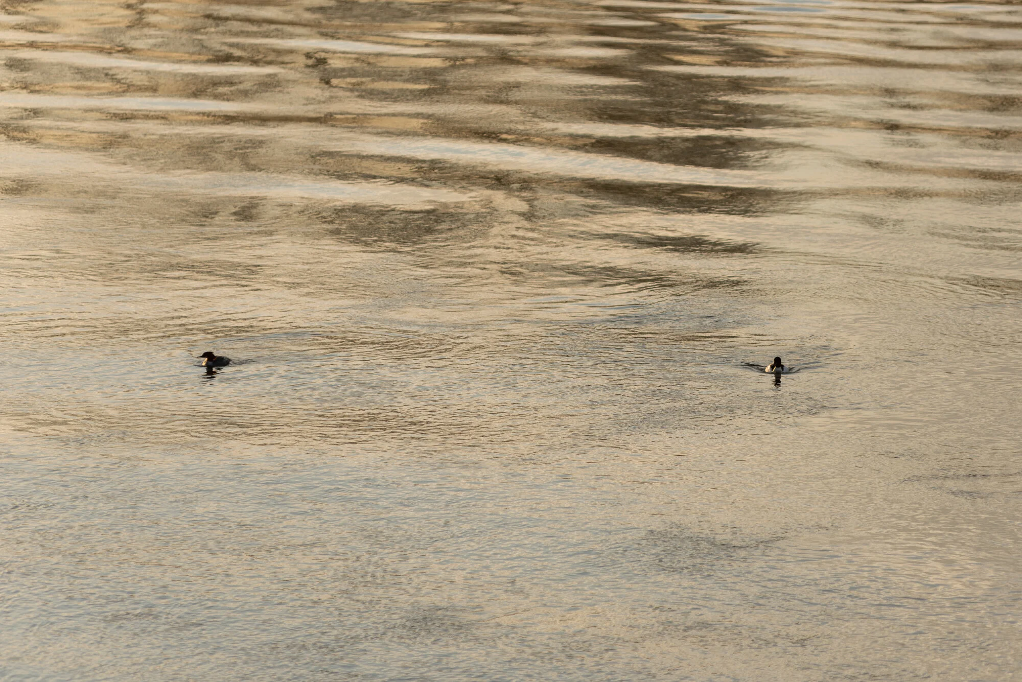 Wildlifefotografie mit 200mm-4243.jpg