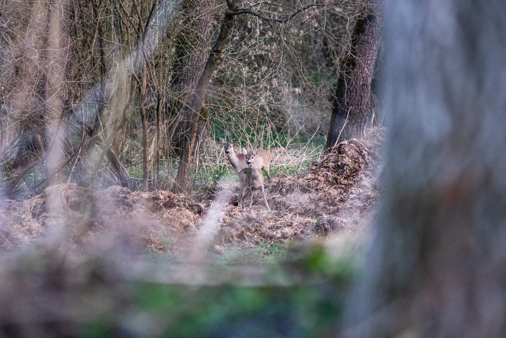 Wildlifefotografie mit 200mm-4222.jpg