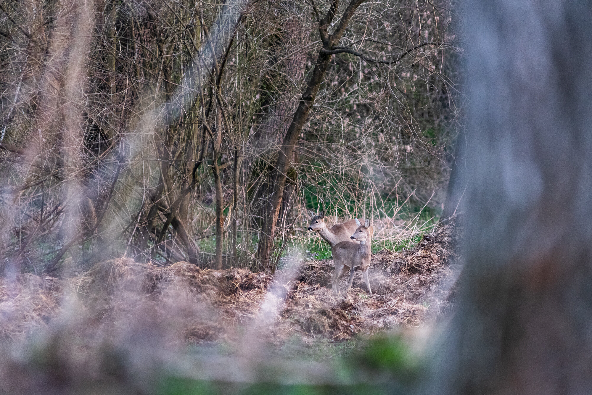 Wildlifefotografie mit 200mm-4221.jpg