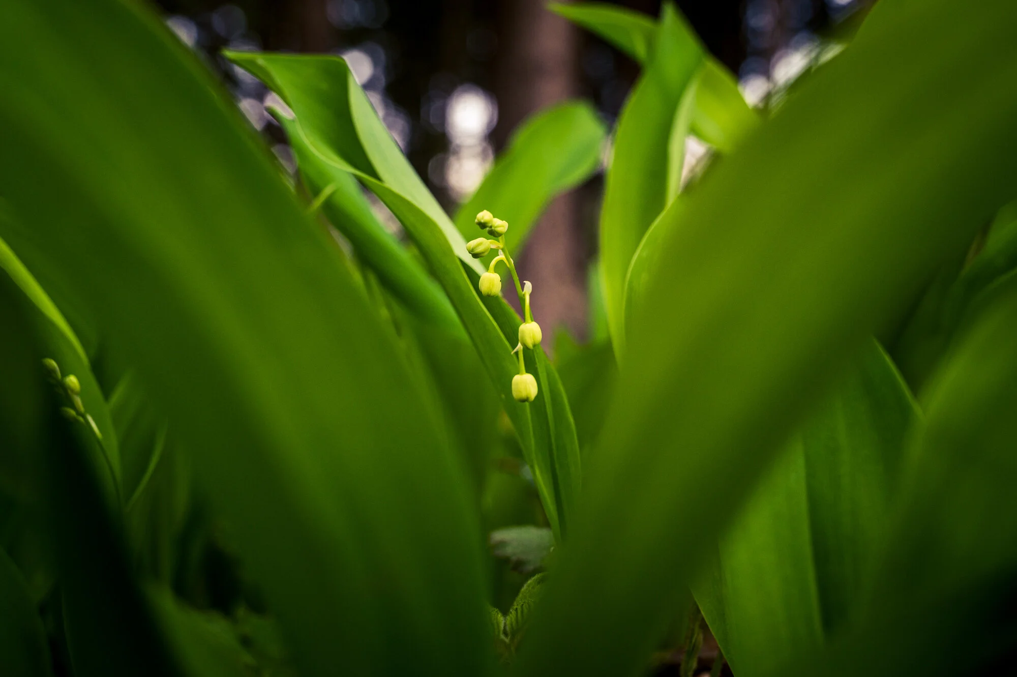 Fotofrühling in Mauthausen-9761.jpg