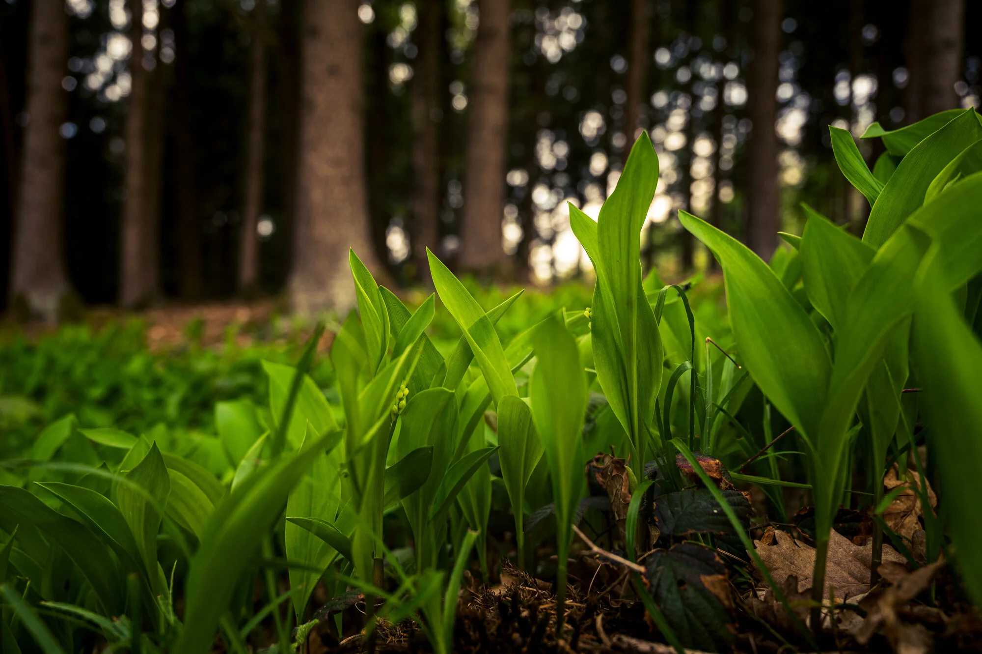 Fotofrühling in Mauthausen-9752.jpg