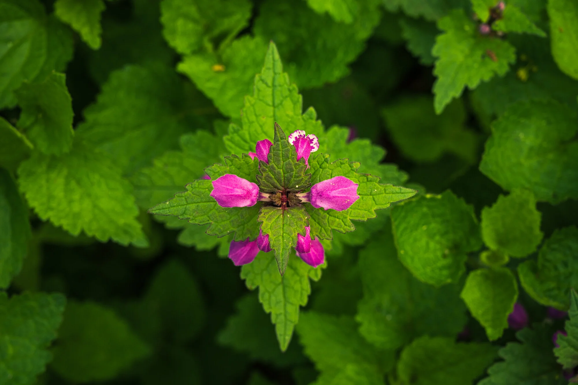 Fotofrühling in Mauthausen-9722.jpg